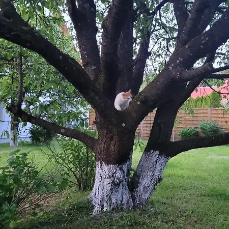 Stokrotka Appartement Lądek-Zdrój