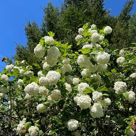 Appartement Stokrotka Lądek-Zdrój