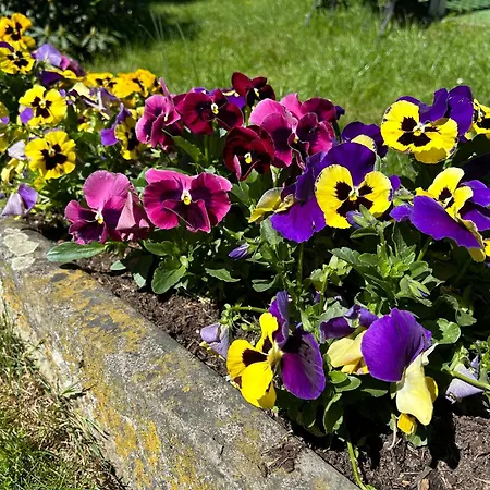 Stokrotka Appartement Lądek-Zdrój