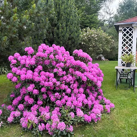 Stokrotka * Lądek-Zdrój