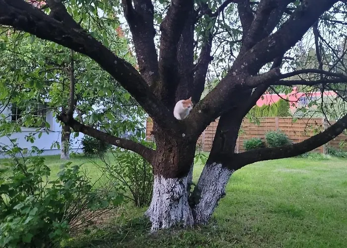 Stokrotka 아파트 Lądek-Zdrój