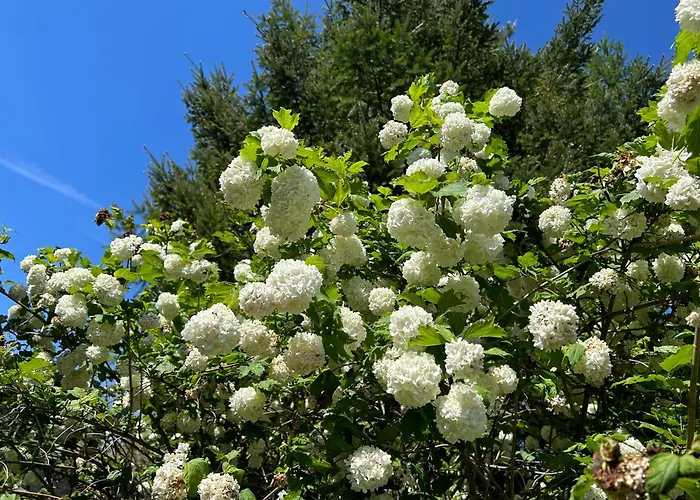 דירה Stokrotka Lądek-Zdrój