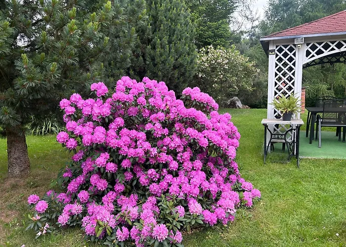 Stokrotka * Lądek-Zdrój